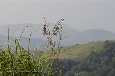 Periyar N.P., Thekkadi_DSC7330_H600